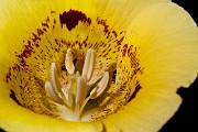 Calochortus superbus - Superb Mariposa Lily, Yellow Form 3388